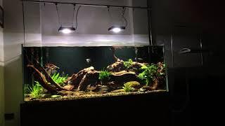 Pterophyllum scalare aquarium - Tank update