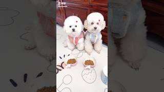 cute puppyand Munny funnypart85~mini wood toy-wood working art skill wood |hand crafts|#shorts