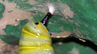 Monarch Butterfly Metamorphosis Close Up FYV