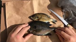 How to Fillet Bluegill!! - QUICK and EASY