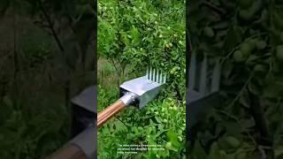 Using a specialized tool for harvesting fruits from trees