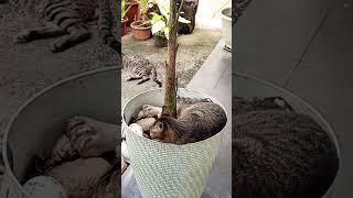 Cats love the planters #cat #gato #kucing #kot