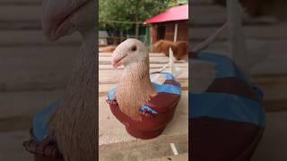 beauty Huma kalapatai treatment #pigeon #kabutar #birds #shorts