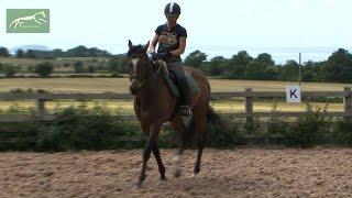 Loxley (Robin Hood) 2nd ridden session