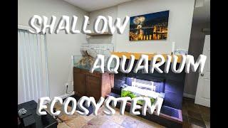 Shallow Aquarium Ecosystem