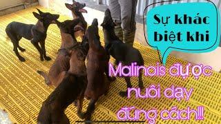 #Malinois sẽ được nuôi dạy đúng cách như thế nào!!! #becbi #huanluyencho #malinois #yeudongvat