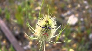 Teasel - Weberkarde