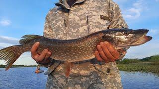 PIKE BREAKS THE HOOKS! We got on the Zhor of a Hungry Pike. Lake Monatka. Fishing on Spinning