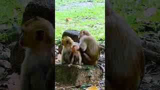 The Sovana Family's Baby Monkeys Display Playful Behaviors and Cognitive Growth in Latest Update #ne