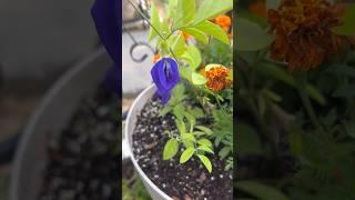 Ternatea/ Butterfly Pea #flower #ternatea