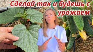 Надо ли формировать огурцы? Если надо, то как