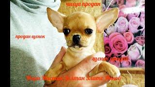 ПРОДАН чихуахуа Мари Мистик Золтан Злато Инков / ПРОДАЮ Злату, Зену, Зевса, Цериоса /купить щенка