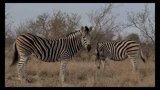 Kruger National Park 2024