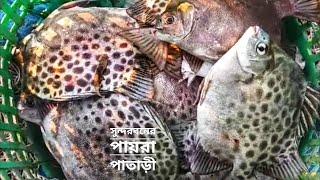 জাল ভর্তি পায়রা পাতাড়ী | সরাসরি মাছ শিকার | সুন্দরবন | Sundarbans | Mohsin ul Hakim