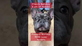 Frankie the Frenchie Before & After BOAS Laser Surgery