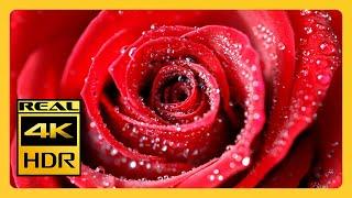 Stunning 4k HDR Roses For Relaxing & Meditation with Soothing Music