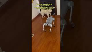 dog and robot #shorts