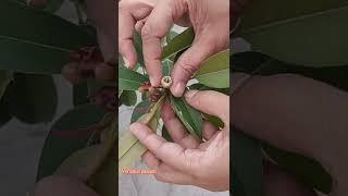 Easy way to POLLINATE SAPODILLA / Chikoo