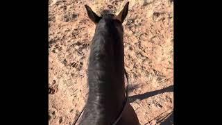 Up and coming studs doing some ranch work