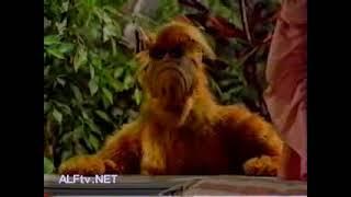 Alf uses lucky as a stool #alf  Alf lucky alf cat alf #Shorts