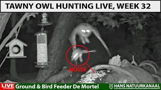 Hunting tawny owl night camera footage, week 32 (English dub repost)