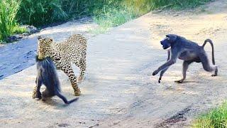 Leopard Pulls Off Perfect Ambush on Baboon - But they Fight Back
