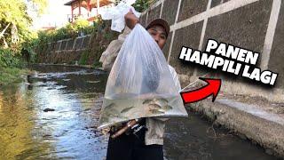 Umpan Hampili Super Ampuh, Auto Borong Ikan‼️