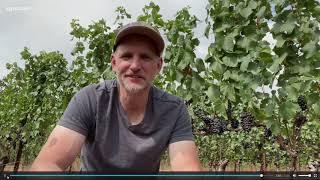 Impact of smoke on Oregon wine industry