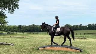 KINGS FORTUNE (trail) - Adoptable Thoroughbred Gelding - New Vocations