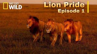 Lion Pride new Documentary 2022[English Subtitles] Episode 1 - Nat Geo wild.