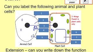 Cells Tissues Organs and Organ Systems