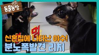 신혼집에 나타난 야수! ‘분노犬’ 리치의 일상 I TV동물농장 (Animal Farm) | SBS Story