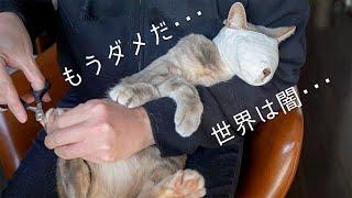 爪切りに文句を言う猫と、落ち込むもふもふマスク | #モアクリ Vlog046