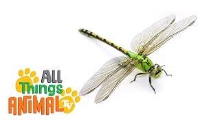 * DRAGONFLY * | Animals For Kids | All Things Animal TV