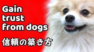 【子犬のしつけ】信頼関係を築くための誰にでもできる簡単なコツを教えます【犬のしつけ ポメラニアンの部屋】
