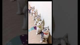 Смешные котята, кошка, кот, funny Kitty, cat, pet, shorts