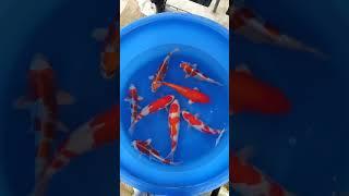 Saito Koi Farm Nisai