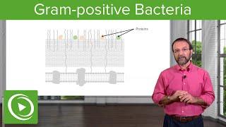 The Gram-positive Solution: Overview & Structure– Microbiology | Lecturio