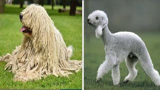 15 MOST Unusual Dog Breeds