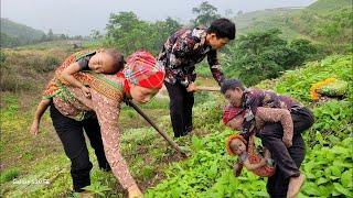 Uprooting cassava grass, A Lu was sick and was taken care of by his family.