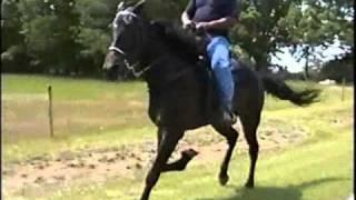 Willie Thomas On Big Jake -  Fast Racking Horse