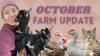 October Farm Update (Ducks, Garden, Goats and NEW kittens?!)