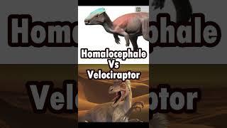 Velociraptor Vs Homalocephae | According to real Info #short #dinosaur #velociraptor