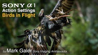 Sony Alpha 1 / A1 Camera Settings for Shooting Action and Birds in Flight