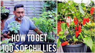 How To Get 100 + Chillies From Chilli Plants - Naga Morich Plant Care, Organic Pest Control