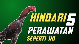 pemula wajib tau. Jangan sampai lakukan 5 hal ini. dalam perawatan ayam.