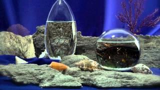 EcoSphere Introduction Video