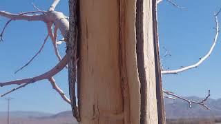 A Tree's Will to Survive: Defying Human Destruction. TreeSurvival#ResilienceOfNature#NatureIsAmazing