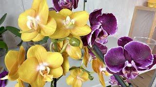 НЕ ПОЛИВАЙ ТАК ОРХИДЕИ сгниют корни орхидей и основание