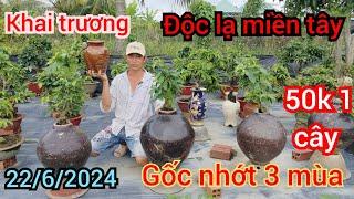 22/6/2024️0352 755 705 Trường  độc lạ miền tây gốc nhớt 3 mùa 50k bao ship quay lại xổ rẻ nhất